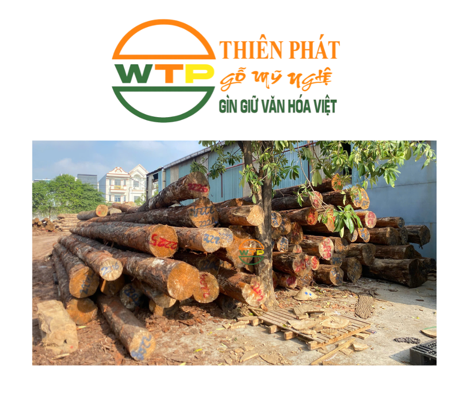 Gỗ thông là dòng gỗ tự nhiên phổ biến trên toàn thế giới và rất được ưa chuộng tại Việt Nam nhờ đặc tính nhẹ, bền và màu sắc tươi sáng